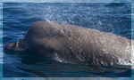 Northern Bottlenose whale