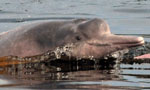 River dolphin