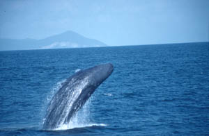 Sperm Whale: photo © Whitehead Lab