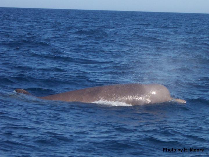 Northern bottlenose whale surfacing