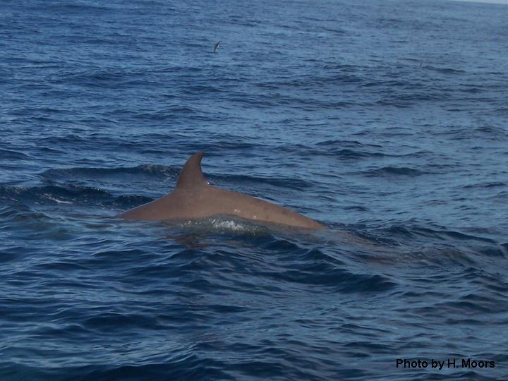 Northern bottlenose whale dorsal fin