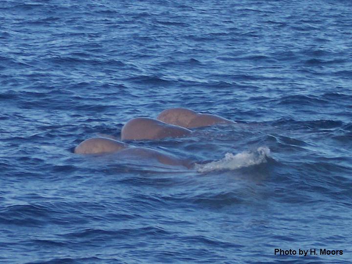 Northern bottlenose whales surfacing