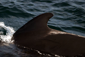 natural marks on pilot whale