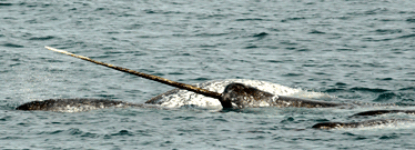 group of narwhal