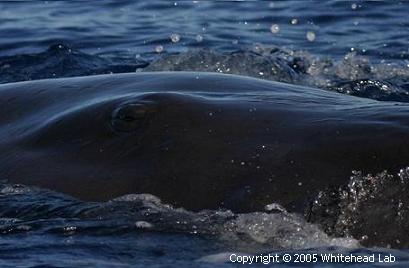 A calf of the Caribbean Sea