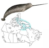 La distribution du narval au Canada