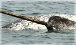 Narwhal