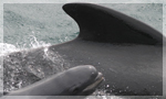 Pilot Whales