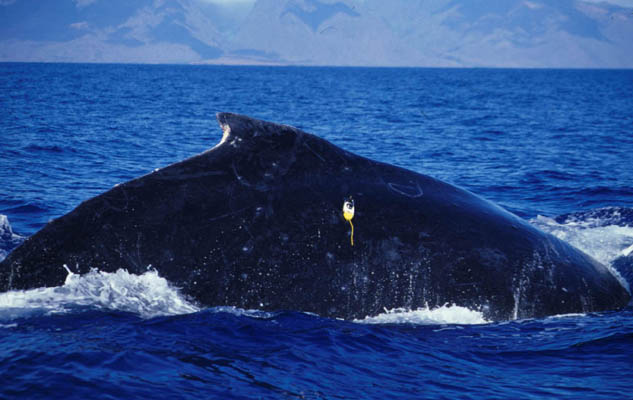 humpback whale facts pdf