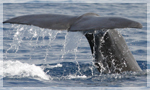 Sperm Whale