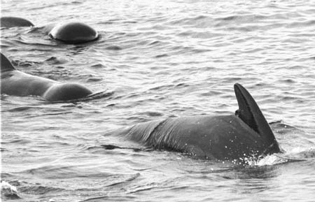 Pilot whales