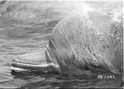 Tonya Wimmer beaked whale photo