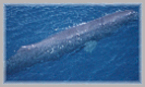 Return to Dalhousie Whale Research