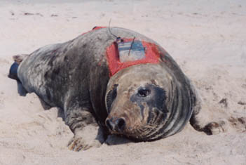 Seal with TDR on Sable